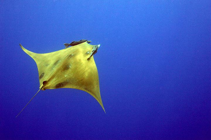 Jamanta006.jpg